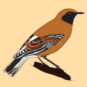 House Sparrow Bird, Cliqnclix