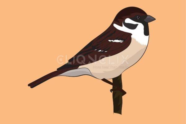 Sparrow Bird , Cliqnclix