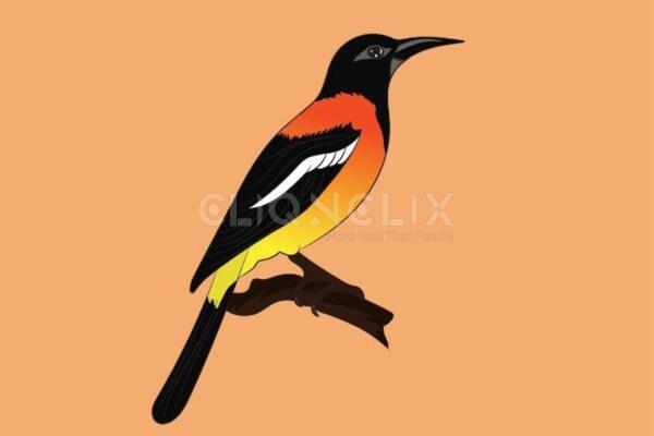 Oriole Bird, Cliqnclix