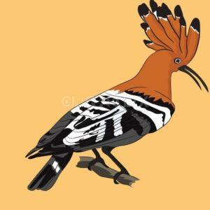 Hoopoe Bird, Cliqnclix