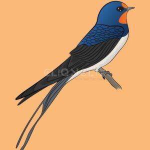 Tree Swallow Bird, Cliqnclix