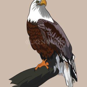 Bald Eagle, Cliqnclix